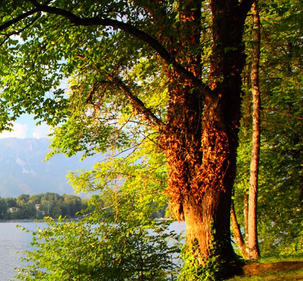 Trees over lake